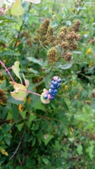 Persicaria perfoliata