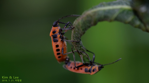 Tropidothorax cruciger