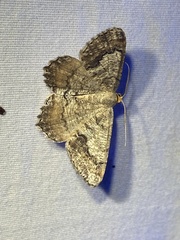 Macaria distribuaria