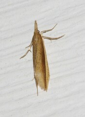 Donacaula albicostellus