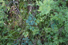 Cotoneaster uniflorus
