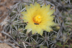Macrotera