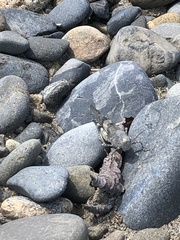 Eusphingonotus japonicus