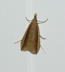 Donacaula albicostellus