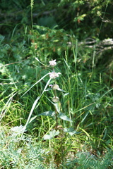 Phlomoides tuberosa