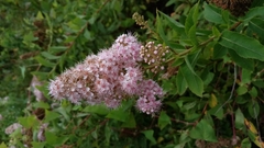 Spiraea salicifolia