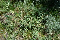 Koenigia alpina