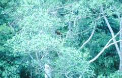 Alouatta sara