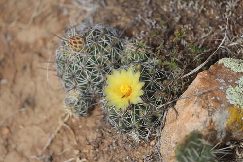 Thelocactus leucacanthus