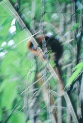 Alouatta sara