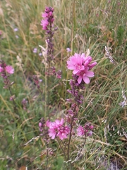 Sidalcea oregana spicata