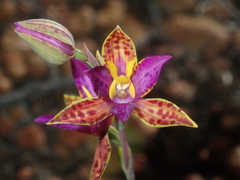 Thelymitra pulcherrima