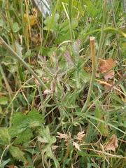 Sidalcea oregana spicata