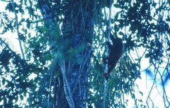 Alouatta sara
