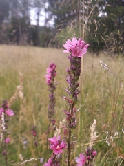 Sidalcea oregana spicata