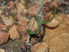 Thelymitra pulcherrima