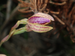 Thelymitra pulcherrima