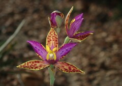 Thelymitra pulcherrima