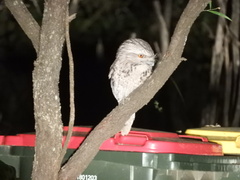 Podargus strigoides strigoides