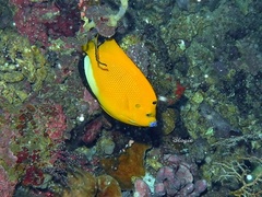 Apolemichthys trimaculatus