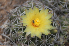 Macrotera