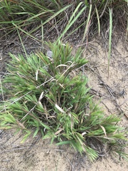 Dichanthelium villosissimum