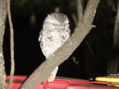 Podargus strigoides strigoides