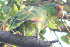 Amazona viridigenalis