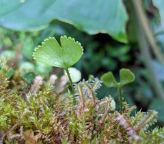 Elaphoglossum peltatum