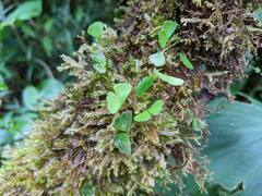 Elaphoglossum peltatum