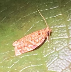 Argyrotaenia amatana