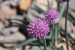 Allium carolinianum