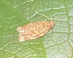 Argyrotaenia amatana