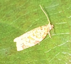 Argyrotaenia amatana