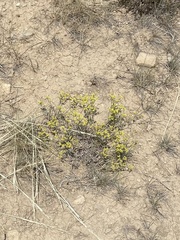 Eriogonum brevicaule