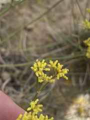 Eriogonum brevicaule