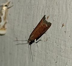 Varneria postremella