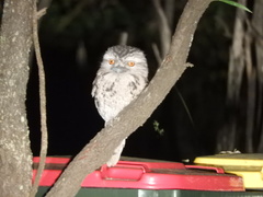 Podargus strigoides strigoides