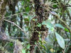 Elaphoglossum peltatum