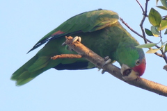 Amazona viridigenalis