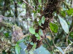 Elaphoglossum peltatum