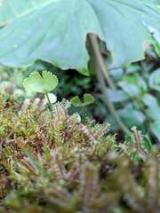 Elaphoglossum peltatum