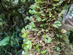 Elaphoglossum peltatum