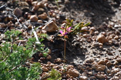 Thelymitra pulcherrima