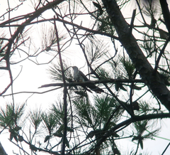 Cuculus poliocephalus