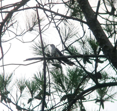 Cuculus poliocephalus