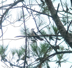 Cuculus poliocephalus