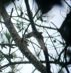 Cuculus poliocephalus