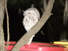 Podargus strigoides strigoides