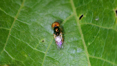 Microchrysa flaviventris